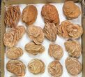 Lot: - Desert Rose From Morocco - Pieces #138121-2